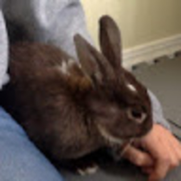 Meet your Posher, Rachel - Picture 1 of 1